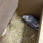 روز جوز منتج فرخهم