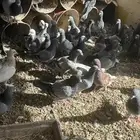 حمام لاحم