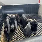 معزا مضاريع ثنوت