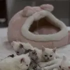 كيتن للبيع