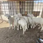 طليان