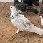 مفتل
