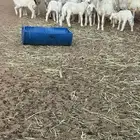 بهم تربيه أغلبها طليان الموقع عفيف