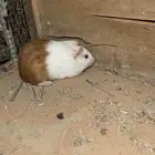 وبر بلدي