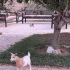 ماعز تيس قزمي صغير البيع سمح بأذن الله