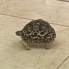 سلحفاة نمرية