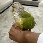 كنيور للبيع مع اغراضه