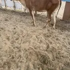 السن رباع دافع