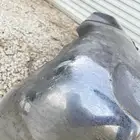 صدام هايلكس