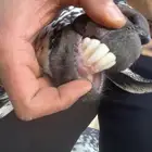 شاه منتوج بعناق