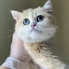 للبيع انثى برتش مستوى عالي