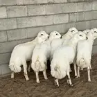 ذبايح رفيد مهجن مع حري انتاج