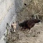 دجاج بلدي كبير وصغير مضمون حضان