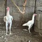 سندي