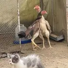 دجاج شامو ياباني فواخر