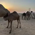 حاشي لباني يرضع أمه عمره 7