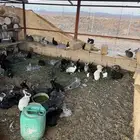 ارانب بلدي للبيع