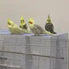 كروان هولندي