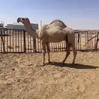 فحل اشقح