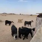معزا