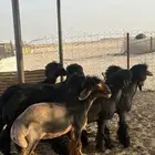 جذعات عرب