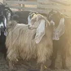 معزاء عواض