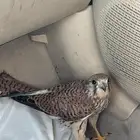 باشق
