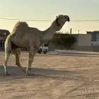 جمل على أبوه بعير بن قريع