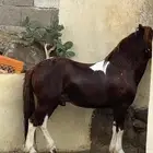 خيل سيسي العمر 4-5