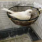 انثى كناري موزاييك احمر جاهزة(تم البيع)