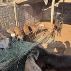 سواكن مرابي