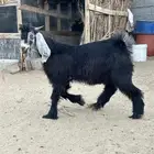 تيس مشروع فحل مره زين