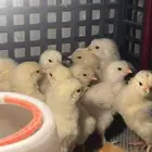 صيصان براهما كونك