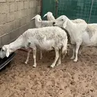 حريات دفيع ومضاريع كشف جهاز شرط