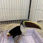 طير الطوقان