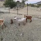 7 معزا للبيع