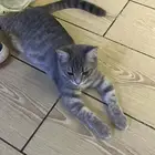 قطه للتبني