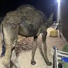 قعود عمره حوالي سبعه شهور ونص طيب ماياكل إلا برسيم