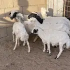 بهم رفيدي