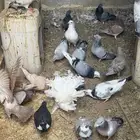 للبيع علي السوم طيور حمام عشه كامله بفروخها منتجه شرط