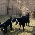 عنز