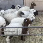 بهم ربط العدد 10