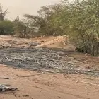 عسبان نخل او جريد