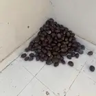 دوم