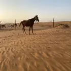 حصان شعبي عمره سنه مع البل مشروط من اي عذروب