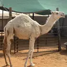 بكره كفو