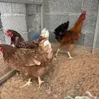 دجاج لوهمن اصل وديك مشورك تركي