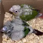 كنيور