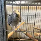 ببغاء كاسكو