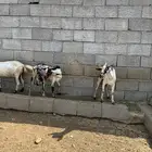 2 تيوس بلدي شرط الصحه والنظافه